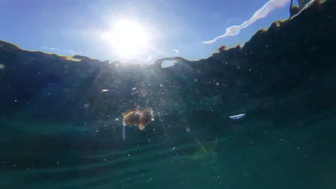 Feeding fish underwater. Stock Footage 278980423