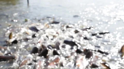 Feeding the fish video Stock Footage 45888790