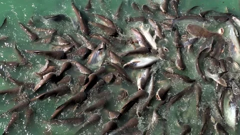 Feeding on fishes with bread Stock Footage 229451217