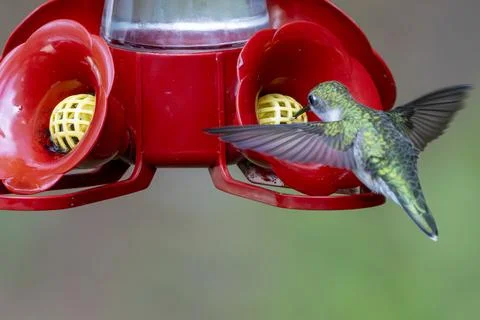 Feeding in Flight Stock Photos