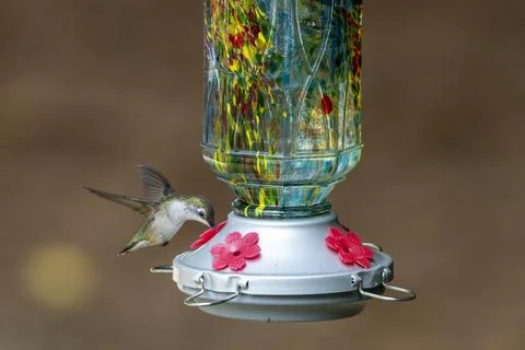 Feeding in Flight Stock Photos
