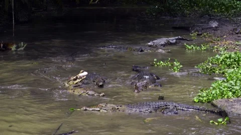 Feeding The Float Of Crocodiles In The Water At Barnacles Crocodile Farm Video stock 259338101