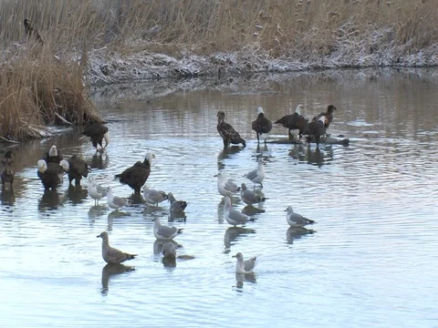 Feeding Flock of  Bald Eagles, Some Get up &amp; Fly Away Stock Footage 124509269