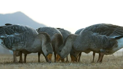 Feeding a flock of geese from the ground Video stock 82748040