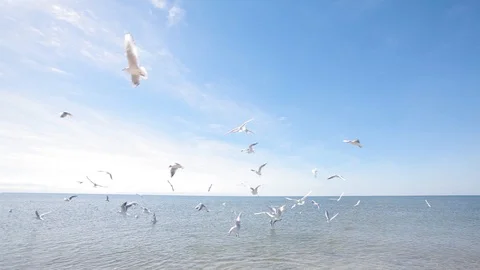 Feeding a flock of gulls, a group of gulls fighting for food at sea Видео 101950478