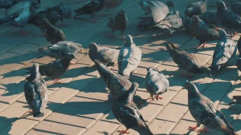 Feeding flock of pigeons on boulevard Stock Footage 78598584