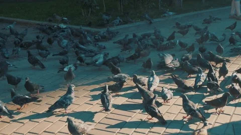 Feeding flock of pigeons on boulevard Stock Footage 78598672