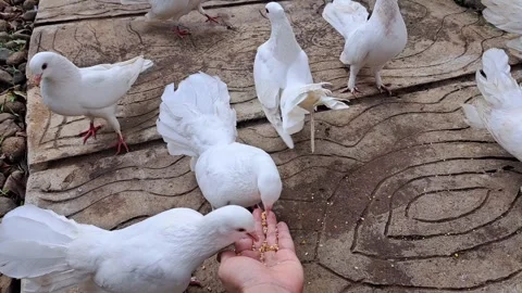 Feeding Flock of White Doves directly from Hand Stock Footage 339620634