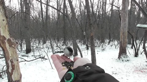 Feeding forest birds by hand Video stock 169730482