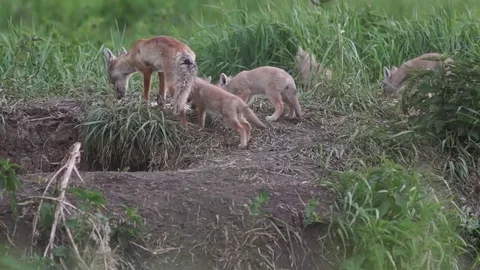 Feeding Fox cubs Stock Footage 83967148