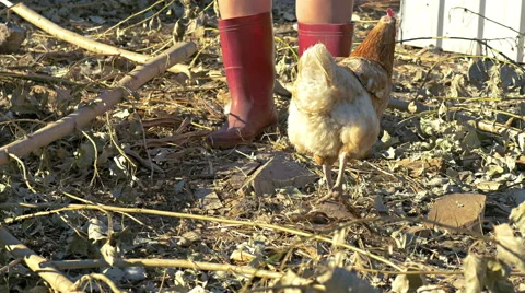 Feeding free range chickens Stock Footage 47004791