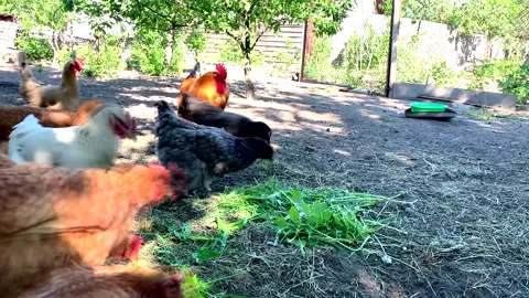 Feeding free-range hens and roosters with green grass. Stock Footage 336020564