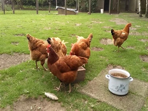 Feeding free range poultry in the backyard Stock Footage 80910658
