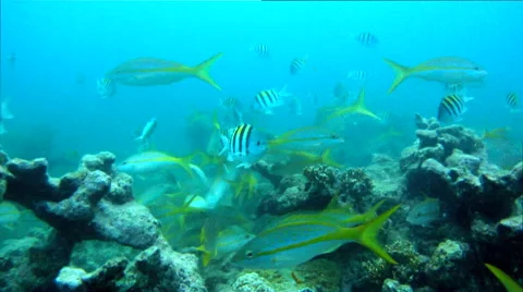 Feeding Frenzy at Looe Key Reef 動画素材 45154683