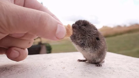 Feeding a friendly field mouse Vídeos de archivo 128746634