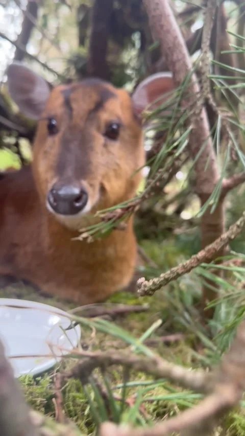 Feeding a Friendly Muntjac Deer, Centre Parcs Elveden Forest, UK - 13 Mar 2024 Stock Footage 268851849