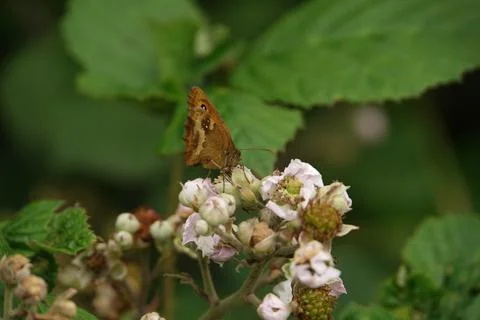 Feeding Gatekeeper 2 Stock-Fotos