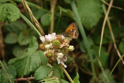 Feeding Gatekeeper Foto stock