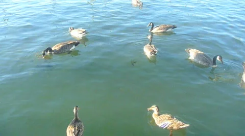 Feeding Geese 1 Stock Footage 829516