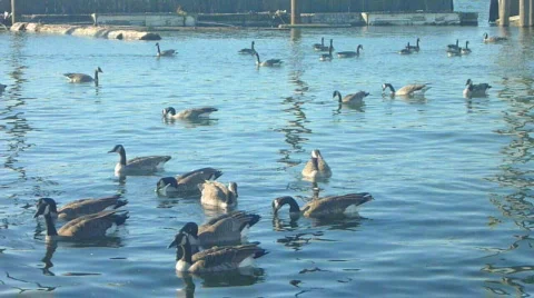 Feeding Geese 2 Video stock 829524