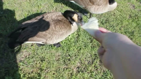 Feeding Geese 스톡 동영상 7743101