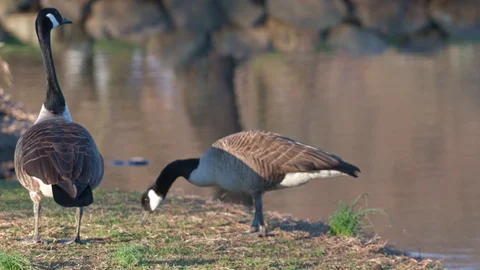 Feeding Geese Stock Footage 126437326