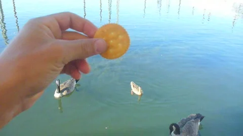 Feeding Geese Full Edit Video stock 829530