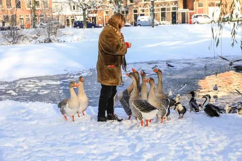 Feeding geese in winter Stock-Fotos