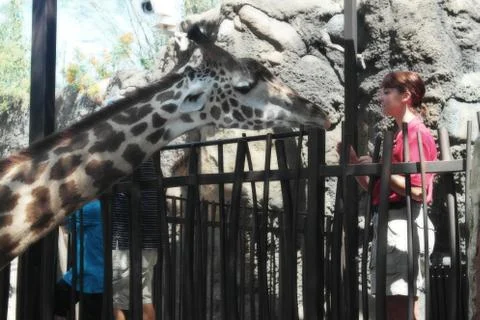 Feeding Giraff Foto stock