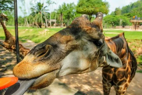 Feeding giraffe in captivity Foto stock