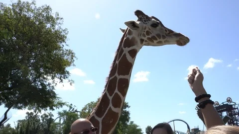 Feeding a giraffe - editorial content Stock Footage 116409974