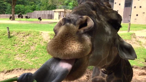 Feeding giraffe Stock Footage 65632600