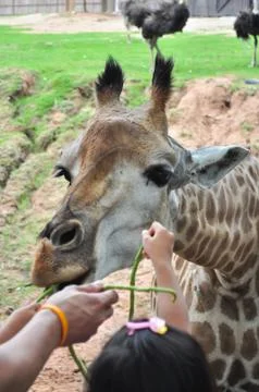 Feeding a giraffe Stock Photos