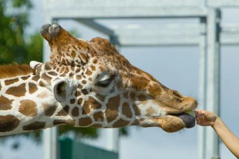 Feeding giraffe Stock Photos