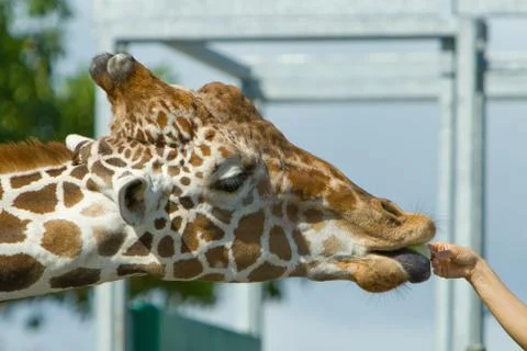 Feeding giraffe Foto stock