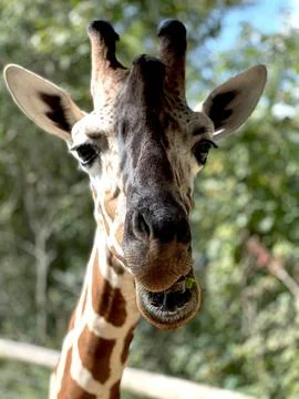 Feeding the Giraffe Stock Photos