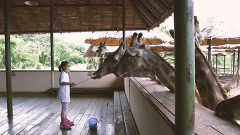 Feeding giraffee 스톡 동영상 197096146