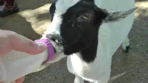 Feeding a Goat Stock Footage 8667381