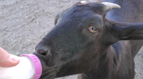 Feeding a Goat Stock Footage 8668104
