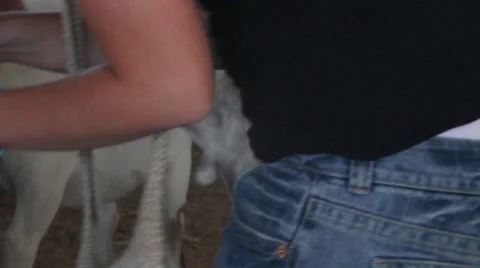 Feeding Goat Stock Footage 27815739