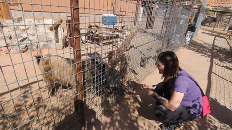 Feeding Goat Stock Footage 30369620
