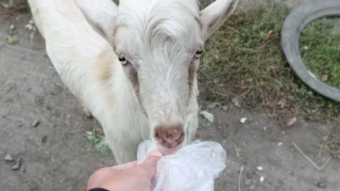 Feeding the goat. Stockbeeldmateriaal 162093357
