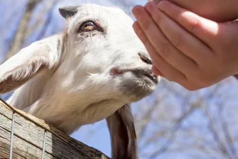 Feeding Goat Stock-Fotos