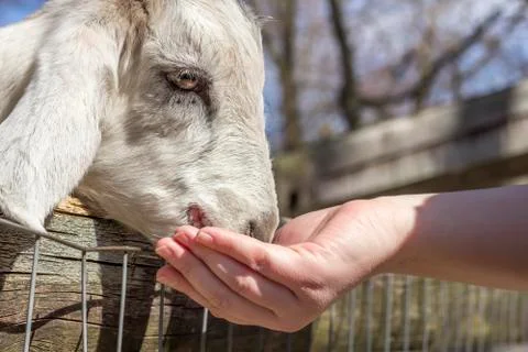 Feeding Goat Stock Photos
