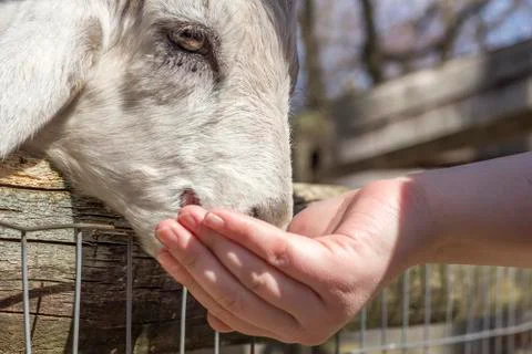Feeding Goat Stock Photos