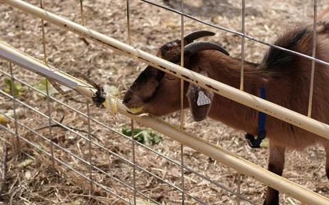 Feeding the goat Stock Photos