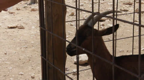 Feeding the goats biscuits Stock Footage 22922171