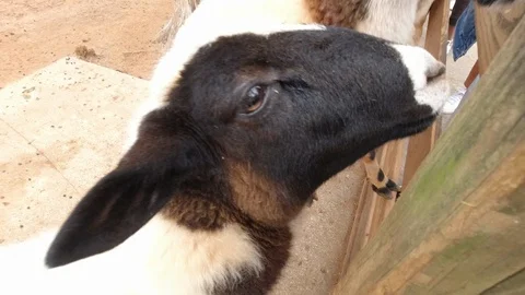 Feeding goats Stock Footage 126218891