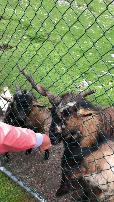 Feeding goats Stock Footage 191954741