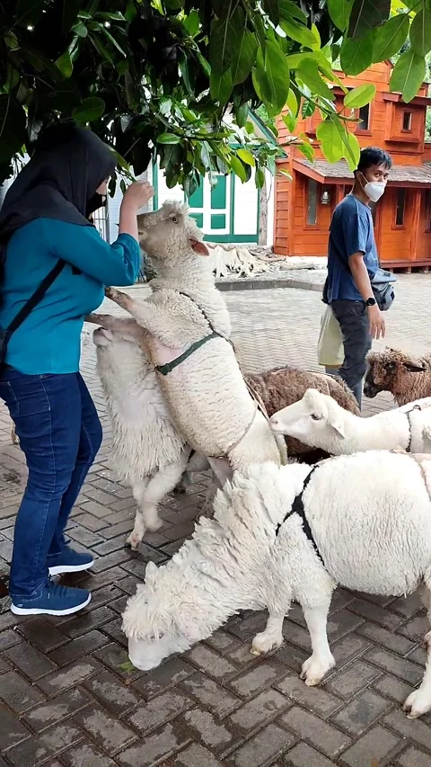 Feeding the goats 스톡 동영상 217954590